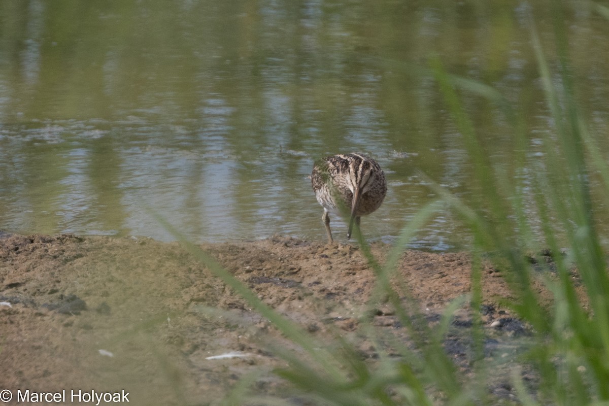 Common Snipe - ML525646491