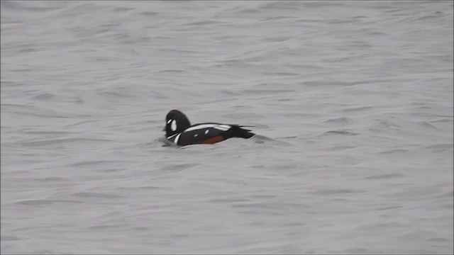 Harlequin Duck - ML525646551