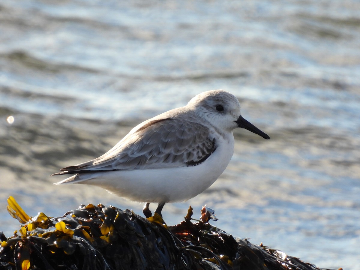 Sanderling - ML525646651