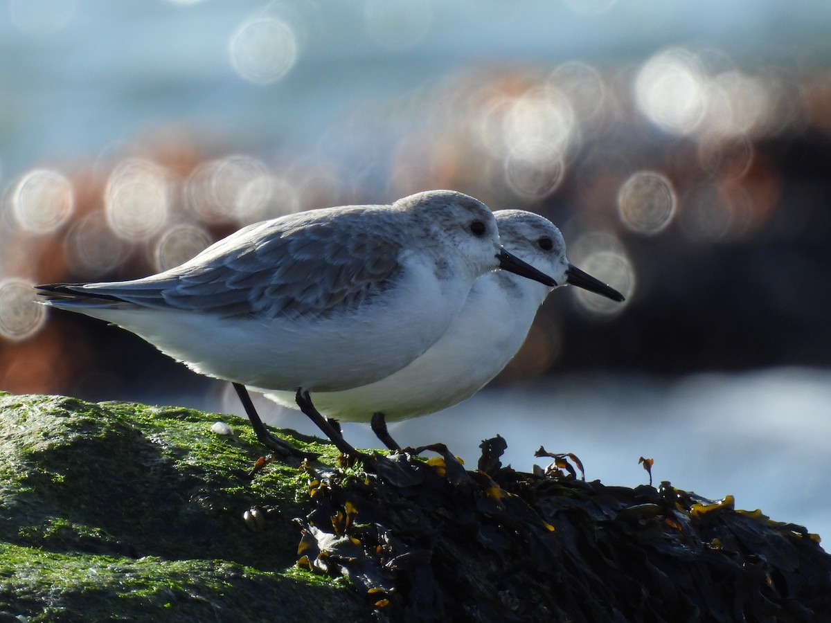 Sanderling - ML525646661