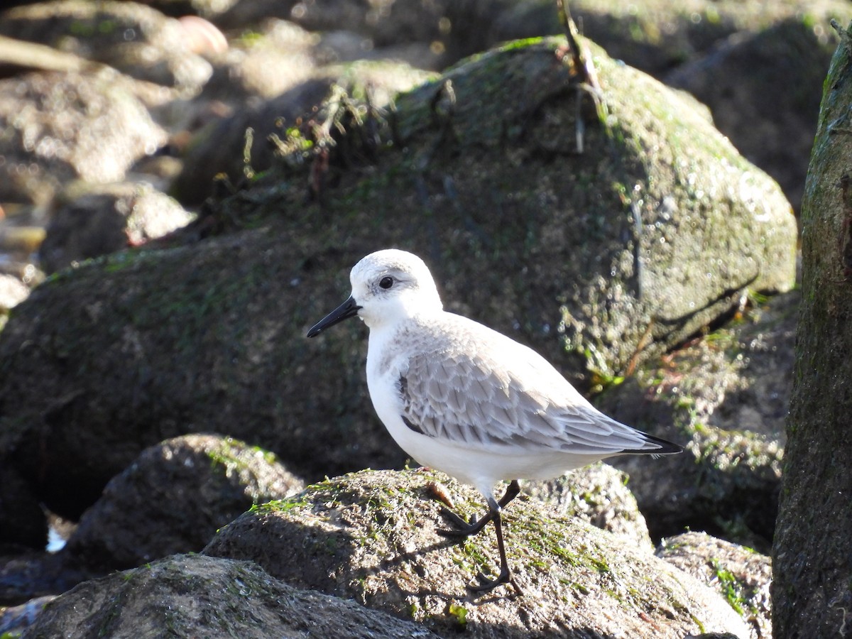 Sanderling - ML525646691