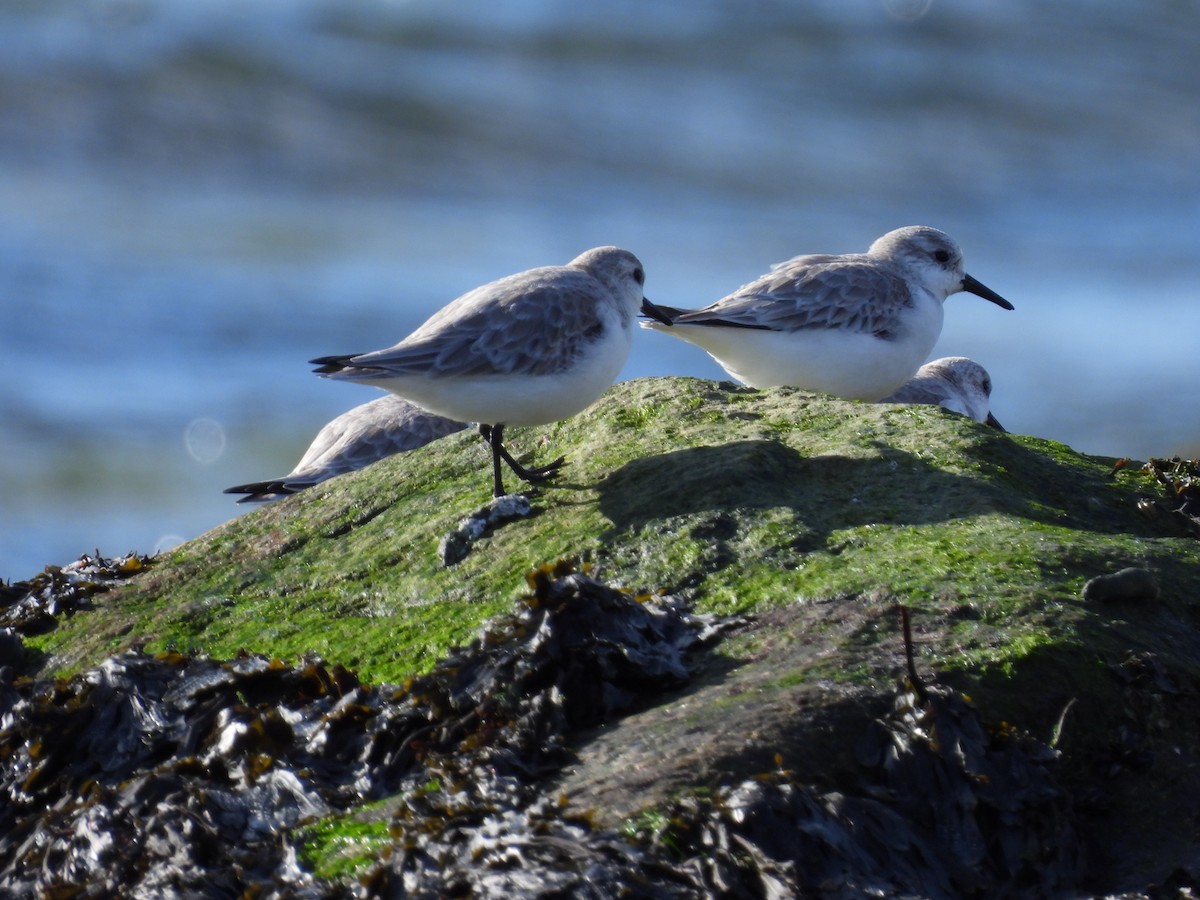 Sanderling - ML525646721