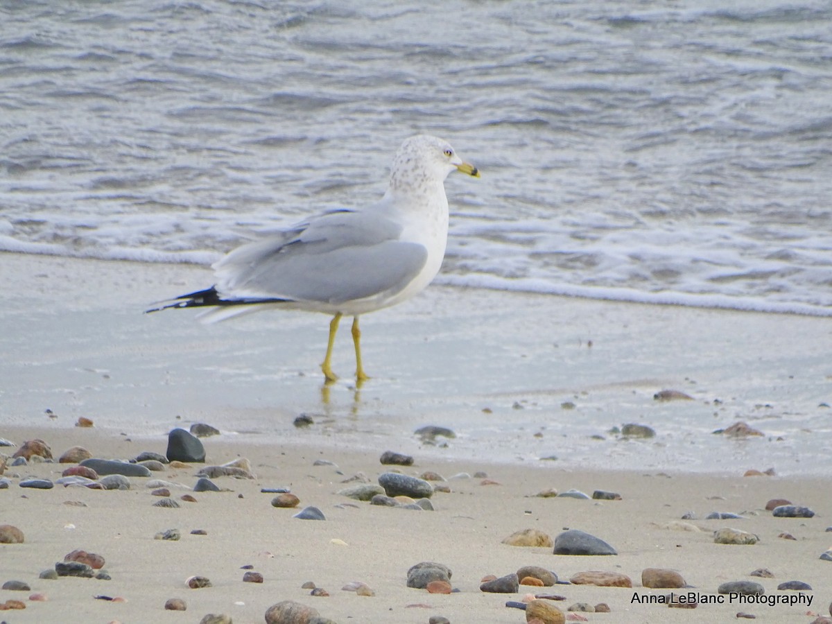 Ring-billed Gull - ML525647091