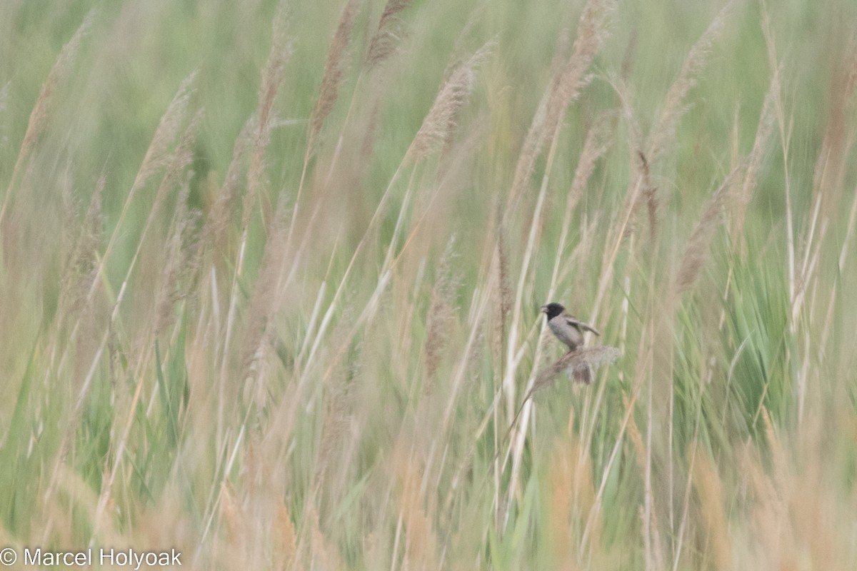 Ochre-rumped Bunting - ML525647121