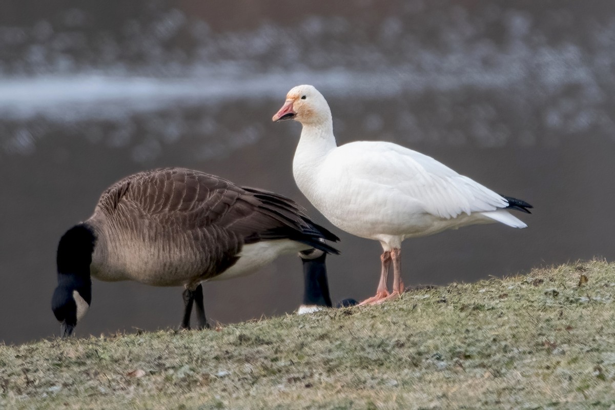 Snow Goose - ML525647221