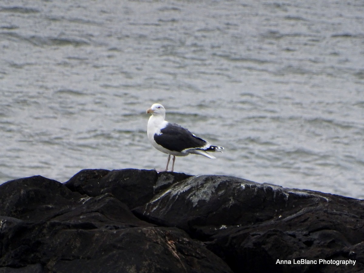 Great Black-backed Gull - ML525647231