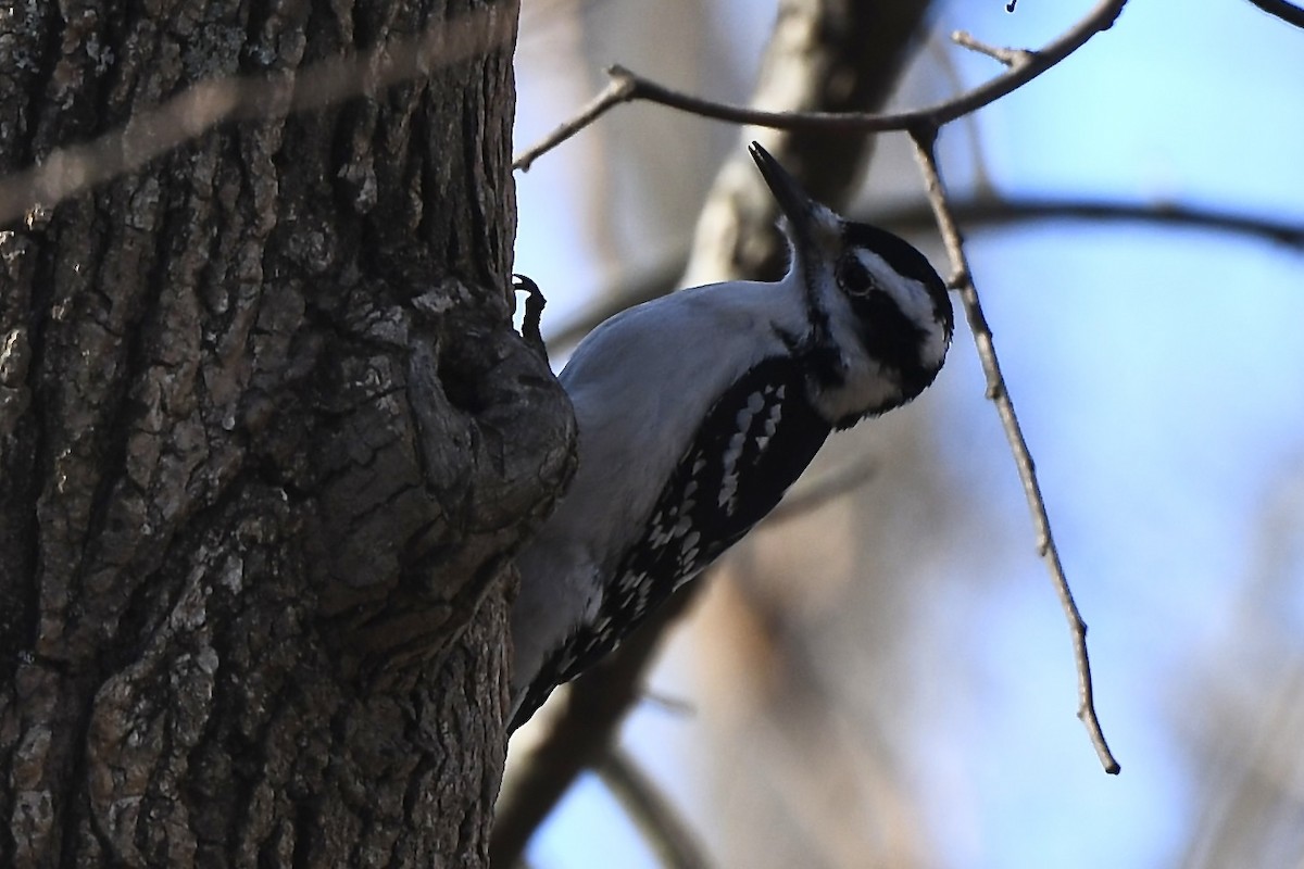 Hairy Woodpecker - ML525647641