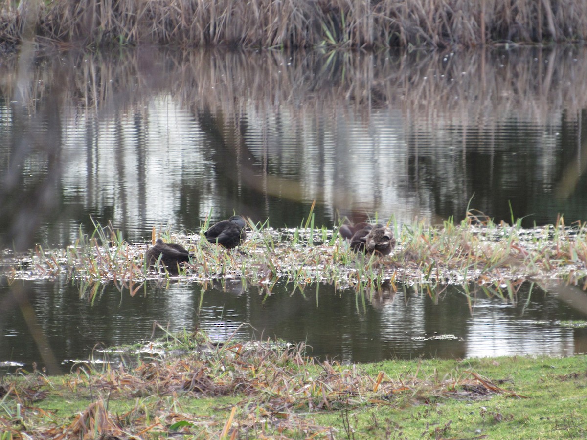 Canard noir - ML525647821