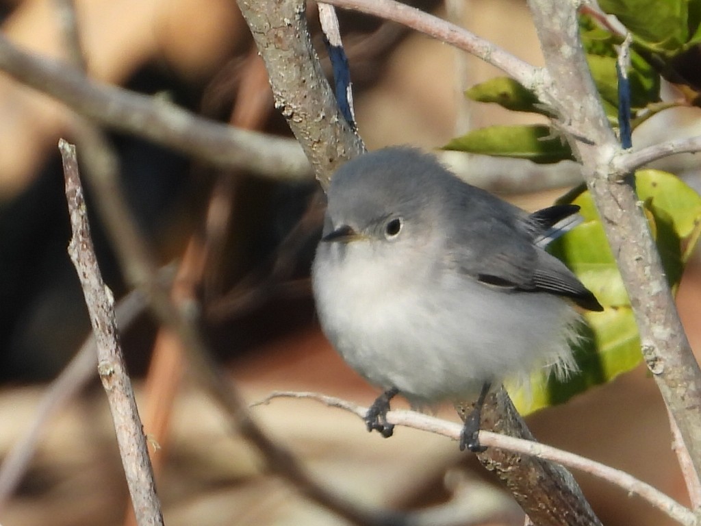 Gobemoucheron gris-bleu - ML525648981