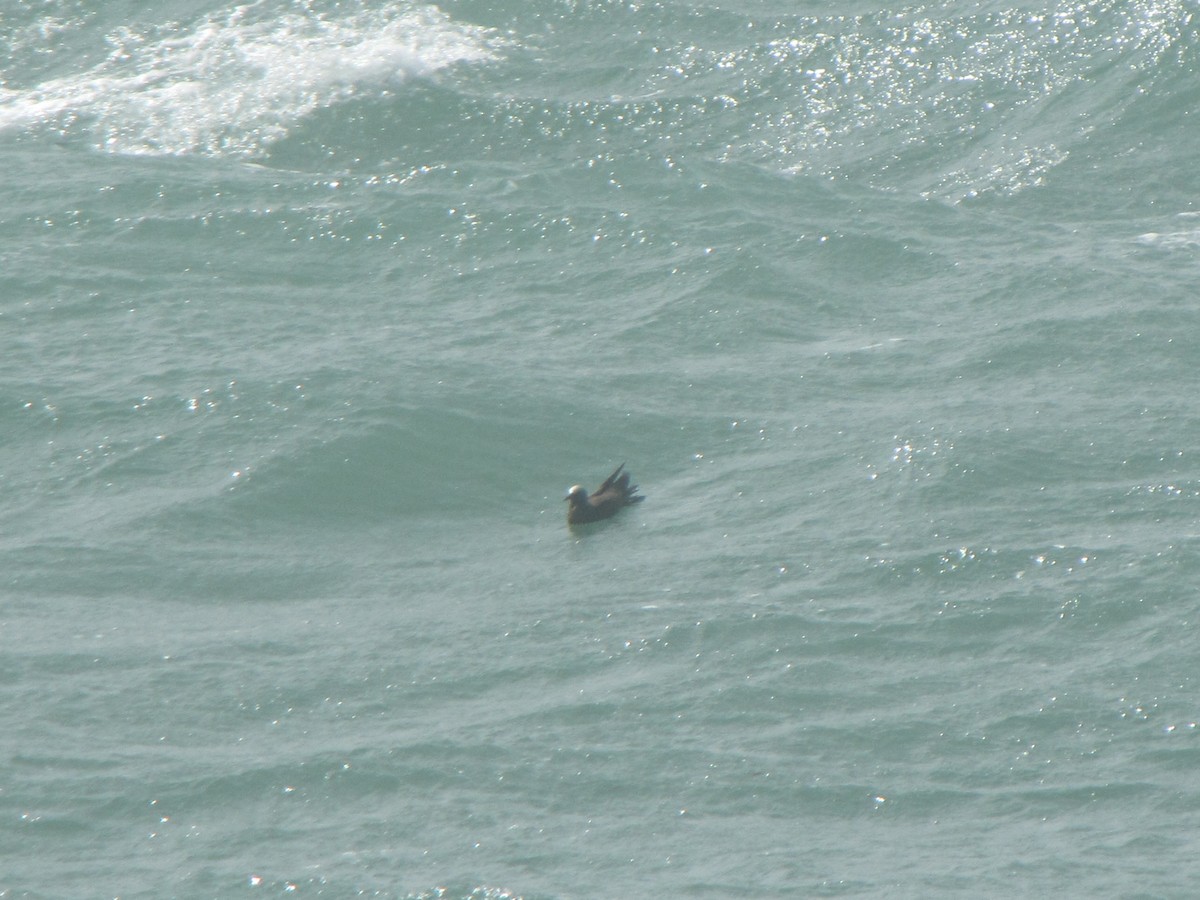 Brown Noddy - ML525649271