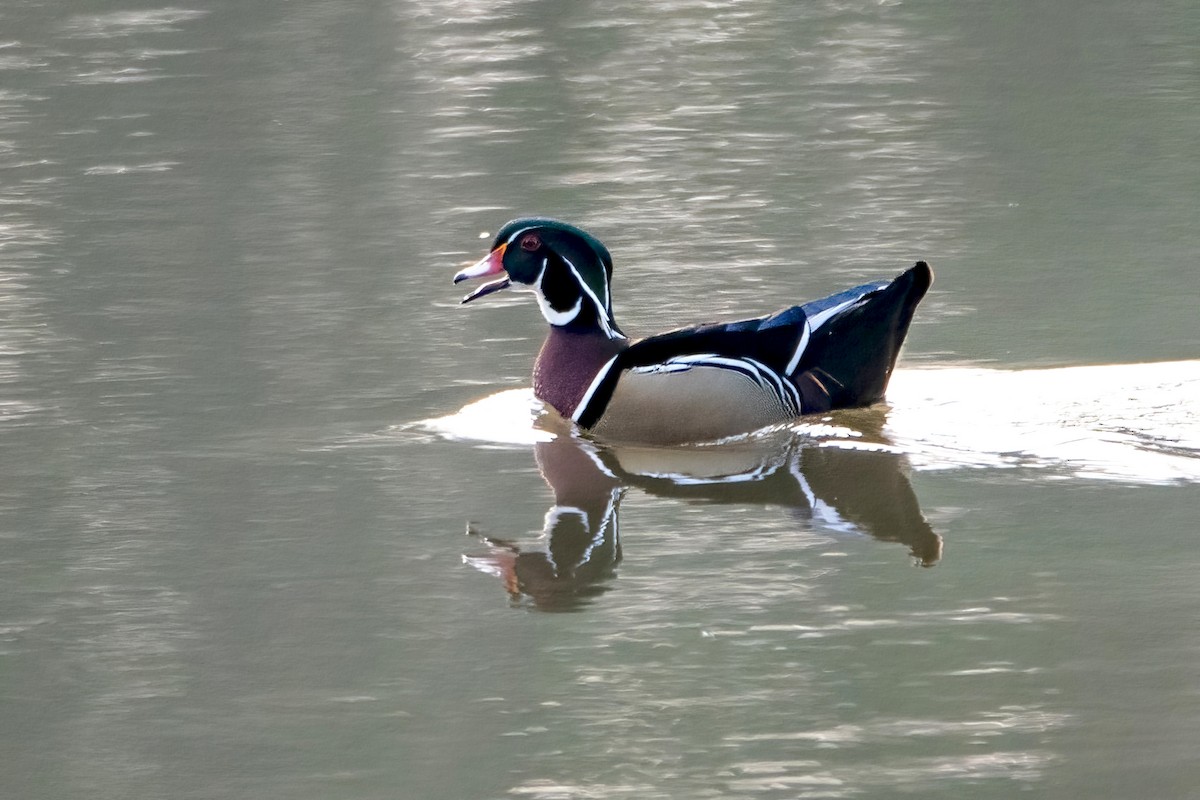 Wood Duck - Sue Barth