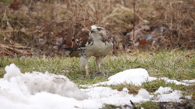 Busardo Colirrojo - ML525649571