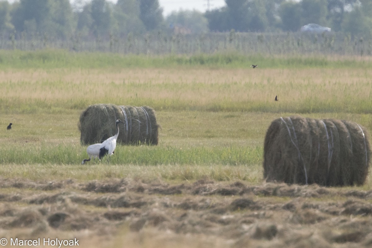 Red-crowned Crane - ML525649751