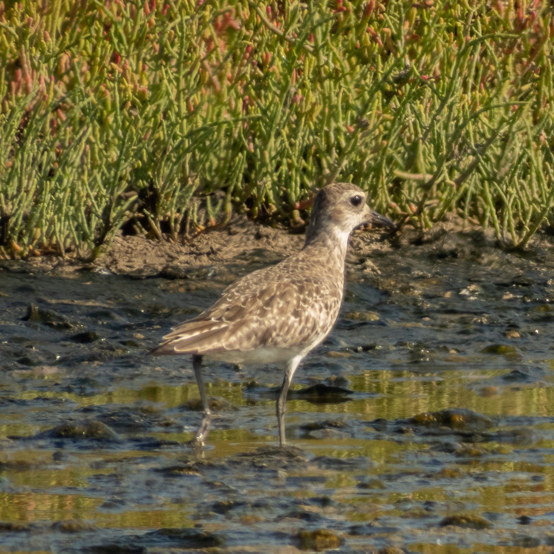 Black-bellied Plover - ML525652311