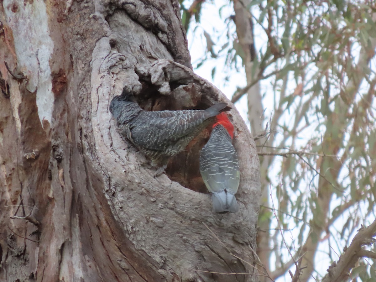 Gang-gang Cockatoo - ML525653391