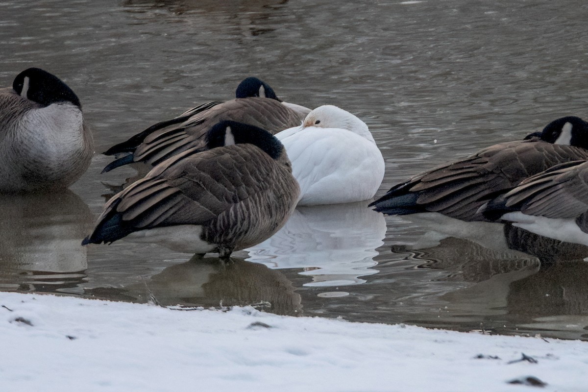 Snow Goose - ML525653401