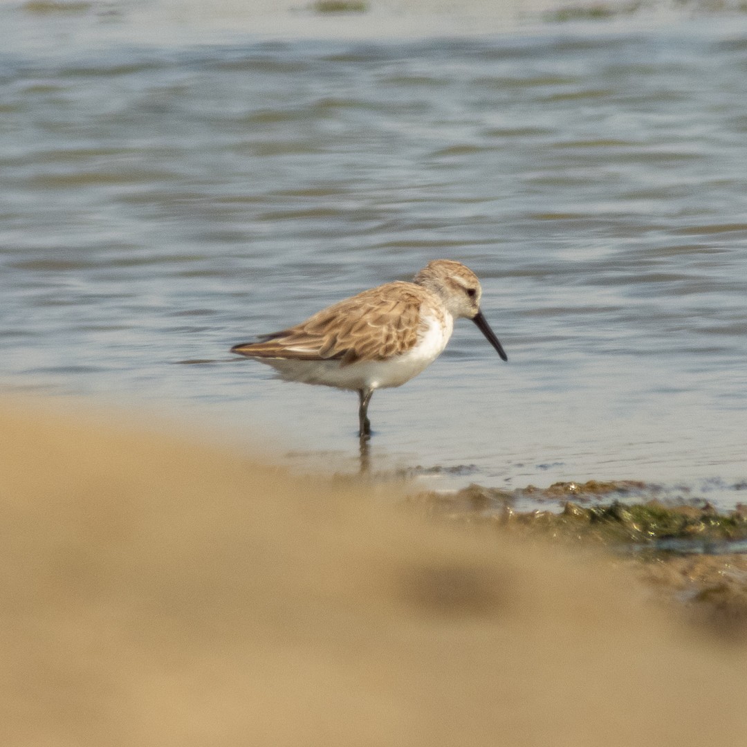 Western Sandpiper - ML525654071