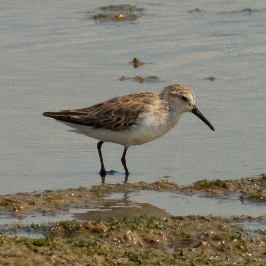 Western Sandpiper - Santiago Campos Castro