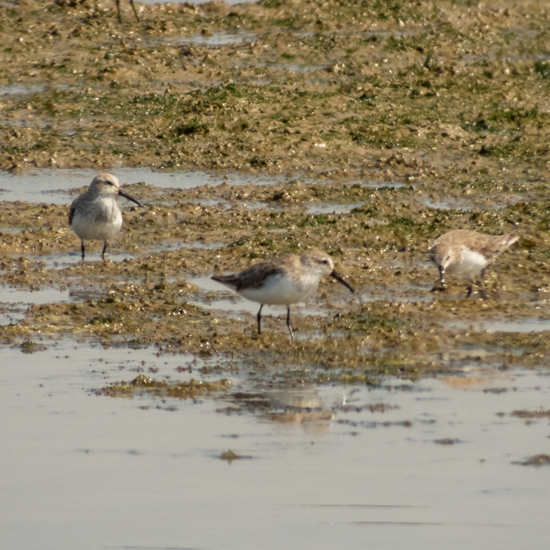 Western Sandpiper - Santiago Campos Castro