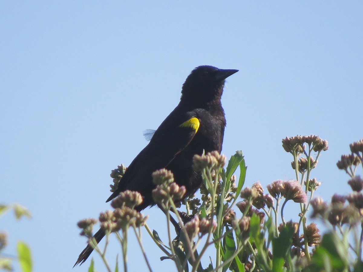 Yellow-winged Blackbird - Tamara Espinoza