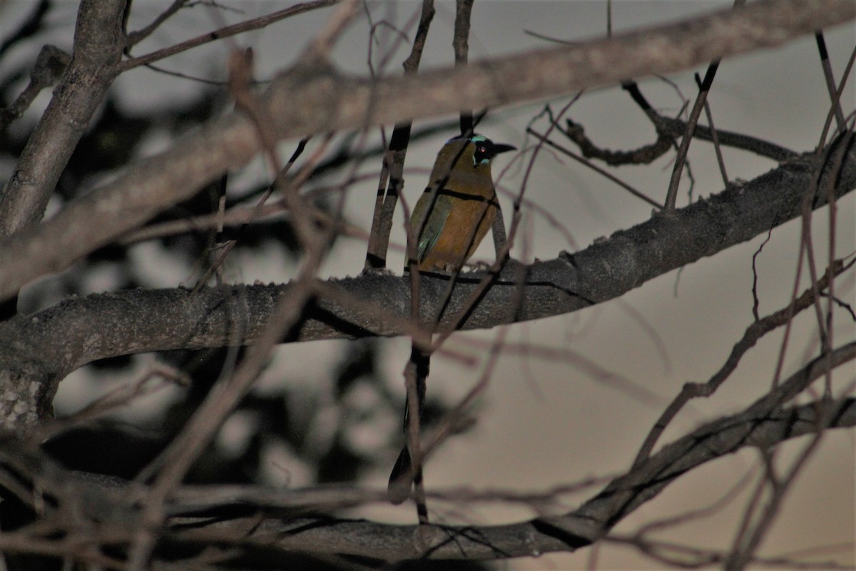 Kızılca Motmot [subrufescens grubu] - ML525655051