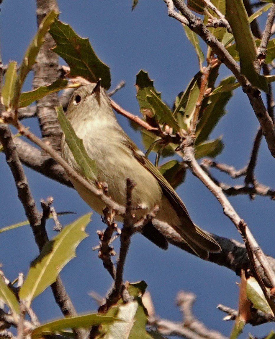 Ruby-crowned Kinglet - Diane Drobka