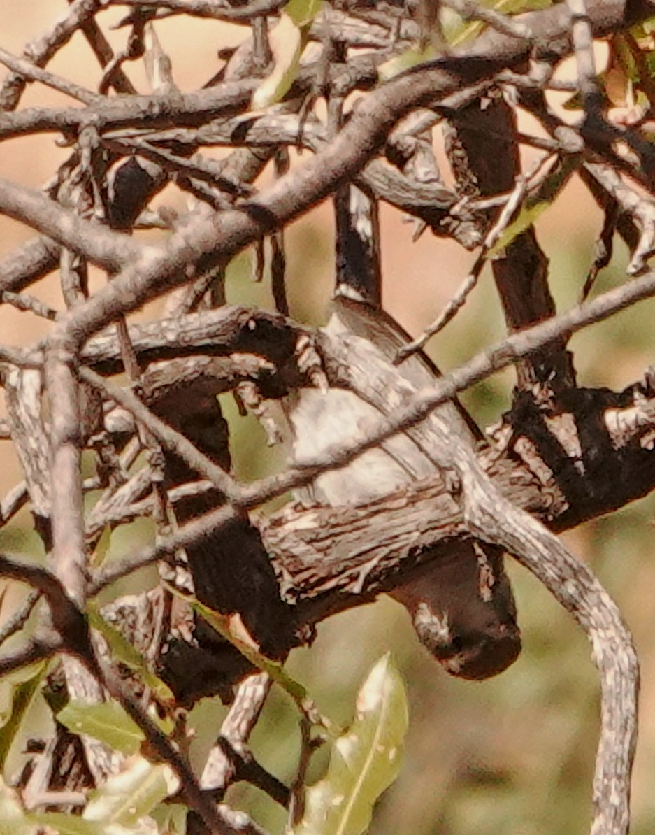 Cucarachero Colinegro - ML525656061