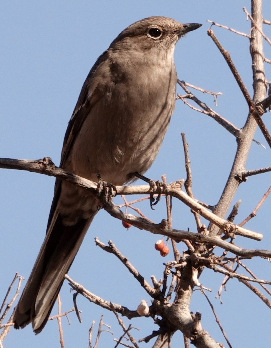 Townsend's Solitaire - ML525656241