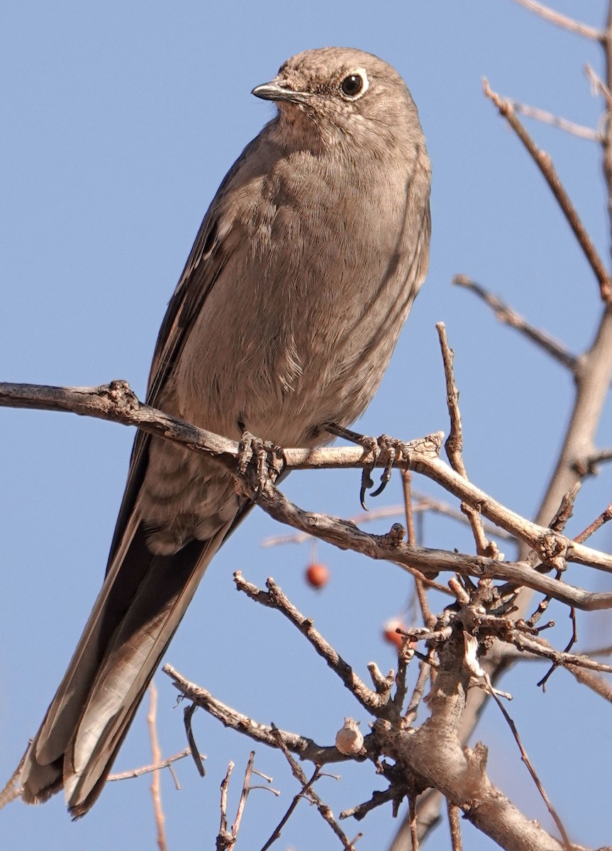 Townsend's Solitaire - ML525656251