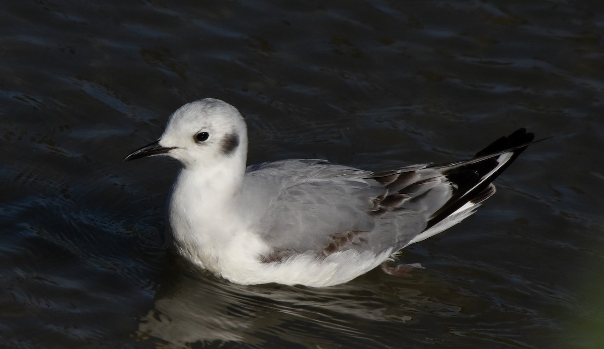 Bonaparte's Gull - Steven Mlodinow