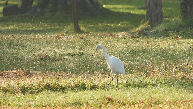 Medium Egret - ML525656781