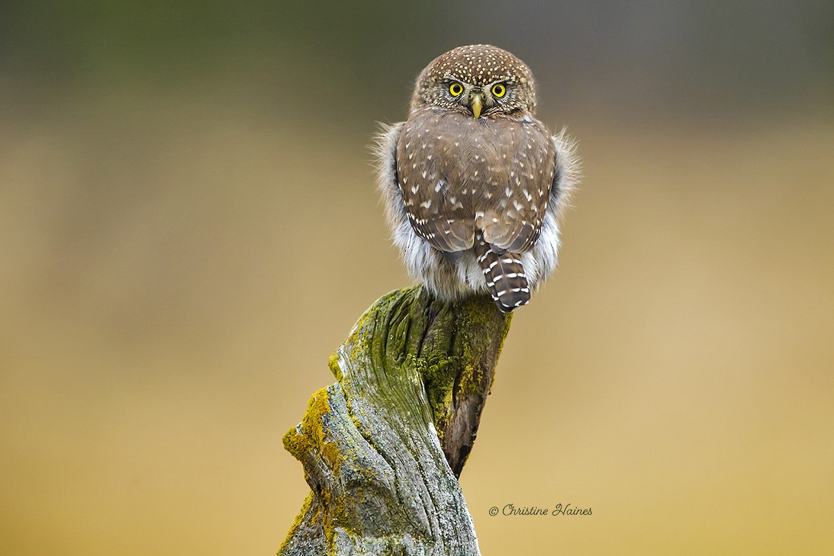 Northern Pygmy-Owl - ML525658891