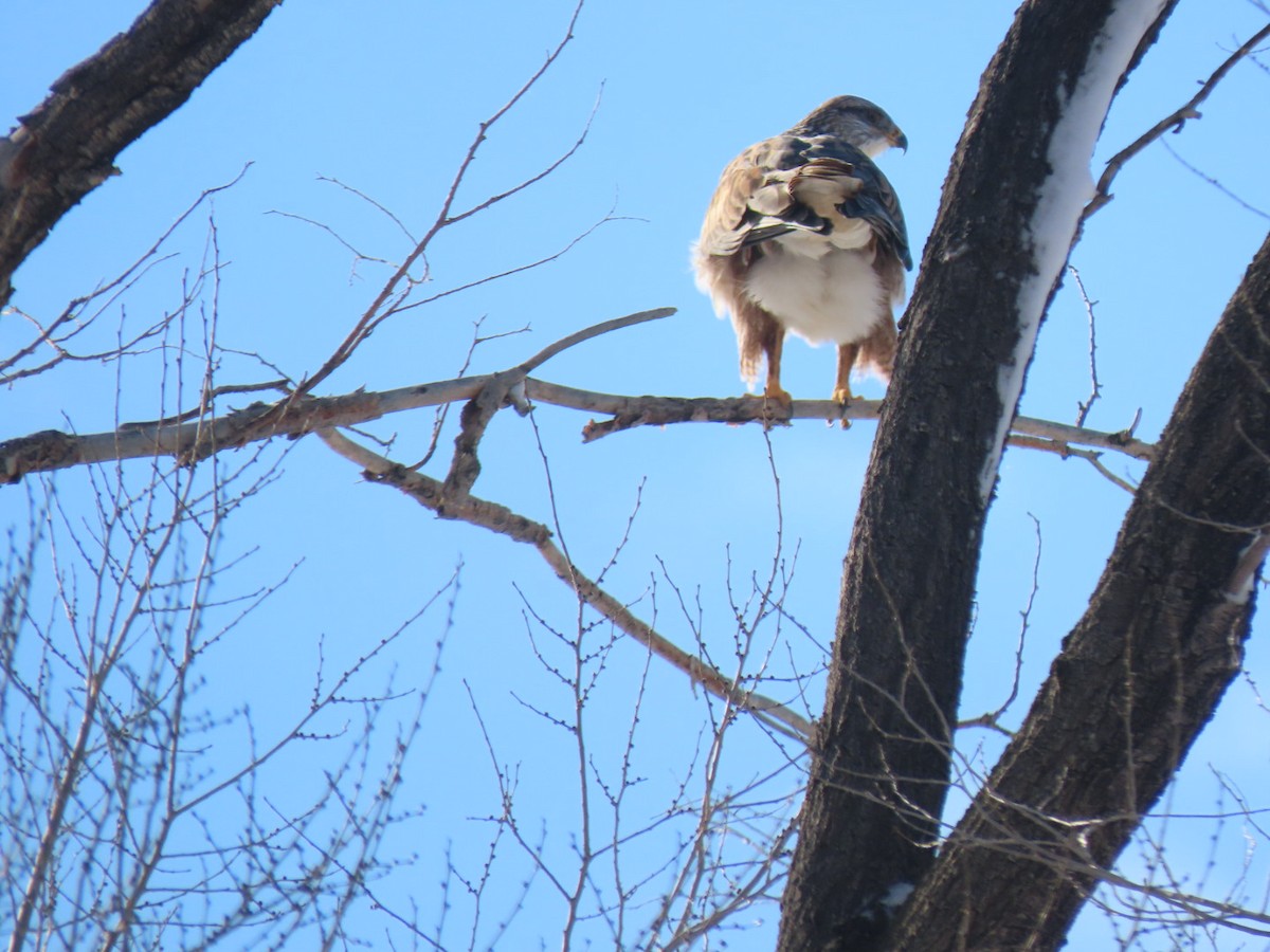 Ferruginous Hawk - ML525660441