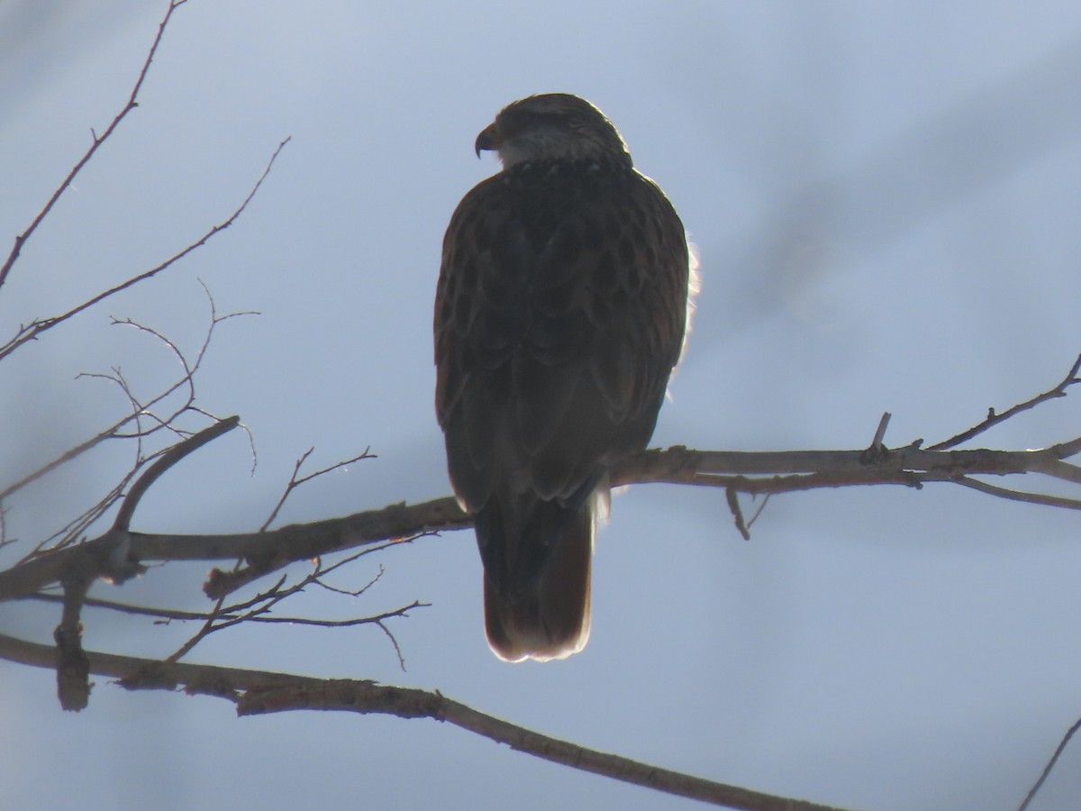 Ferruginous Hawk - ML525660451