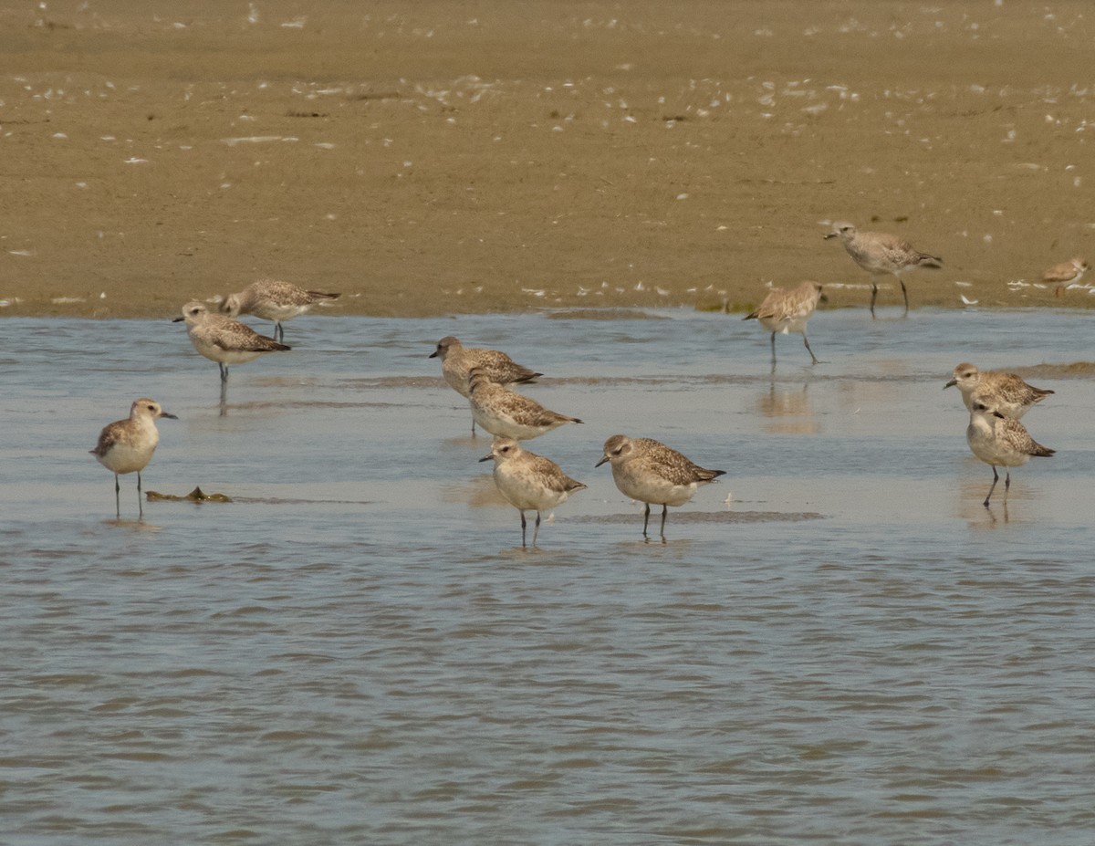 Black-bellied Plover - ML525660881