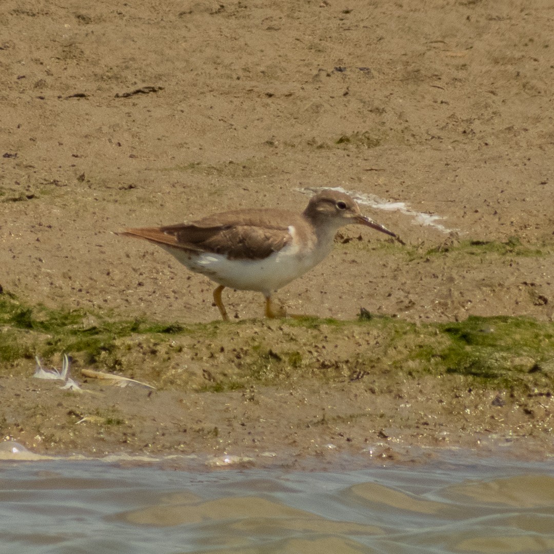 Spotted Sandpiper - Santiago Campos Castro