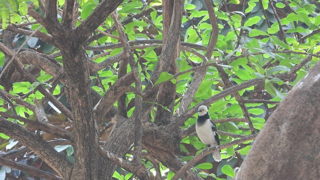 Black-collared Starling - ML525661901