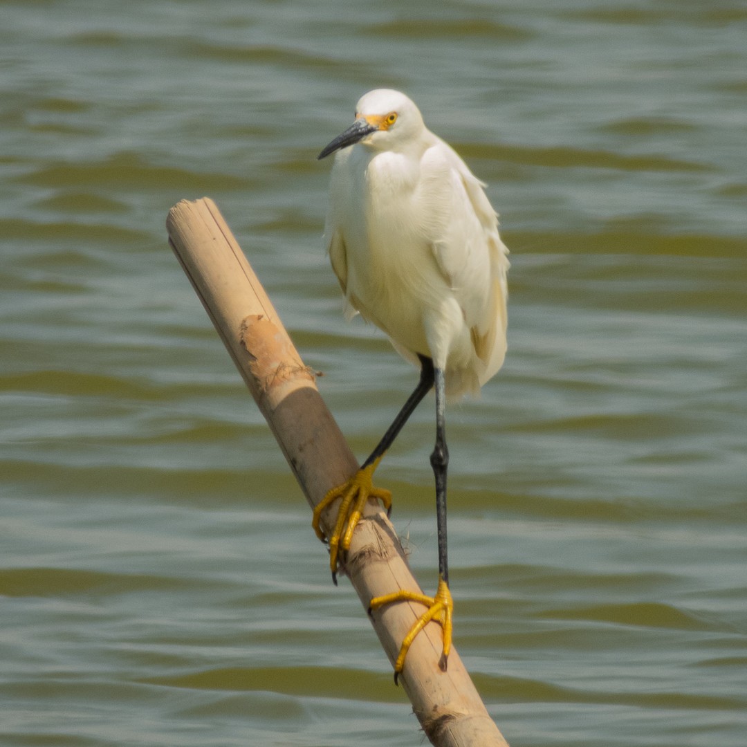 Snowy Egret - Santiago Campos Castro