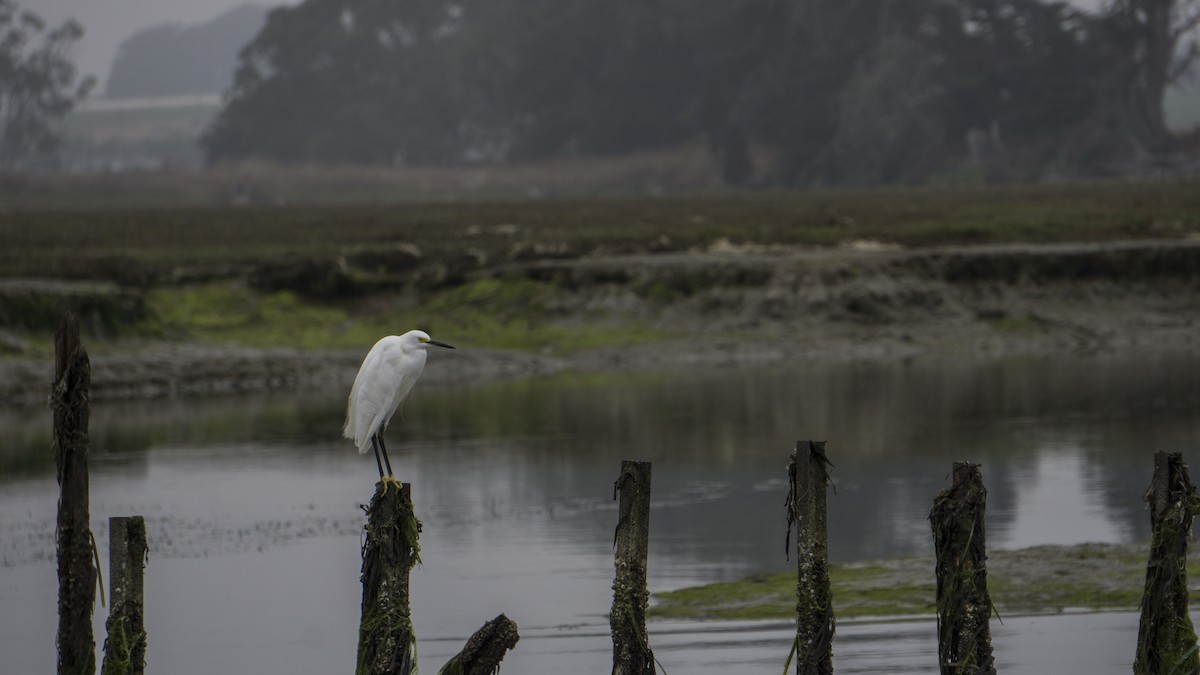 Snowy Egret - ML525662721