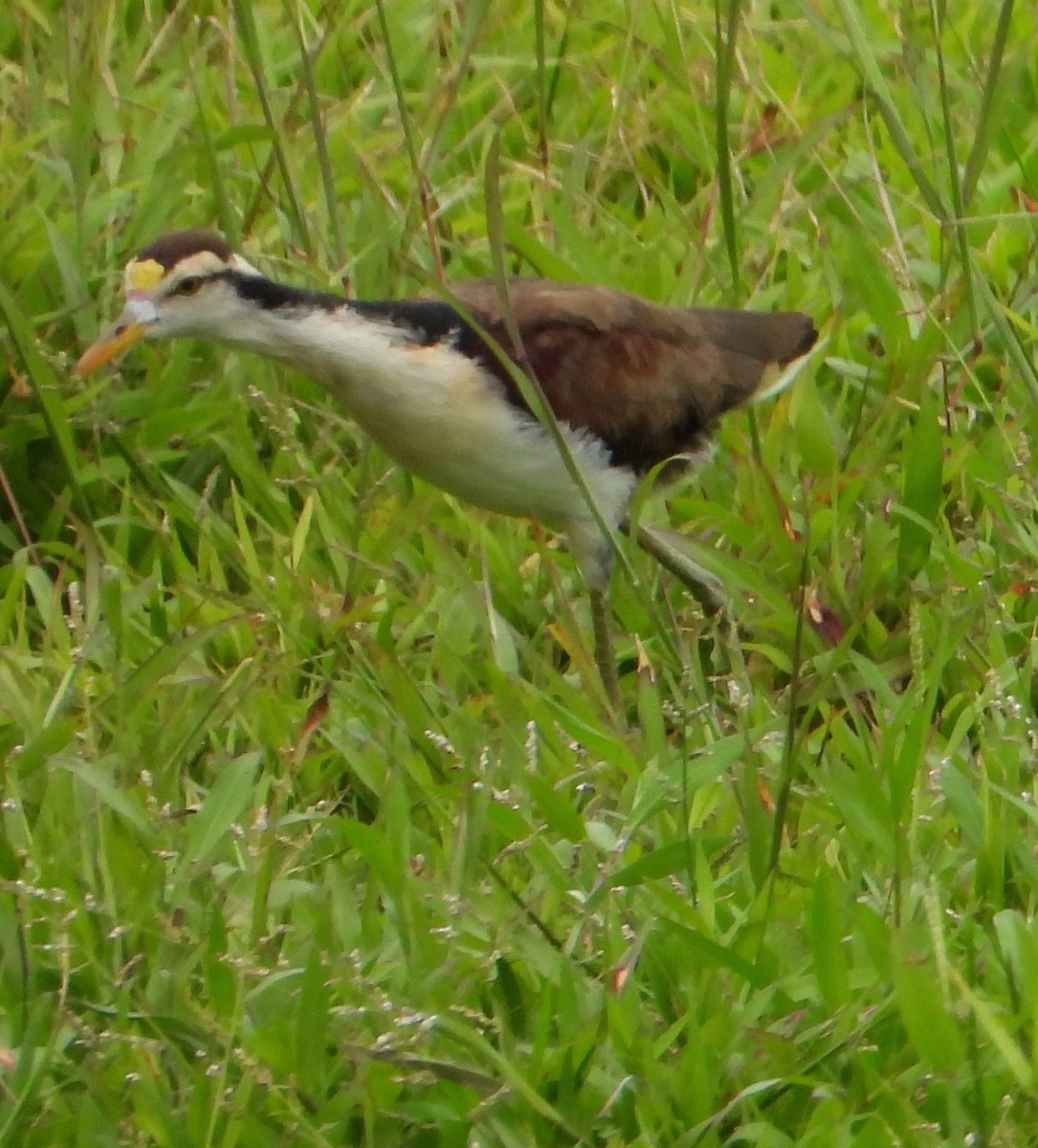 gulpannebladhøne - ML525662881