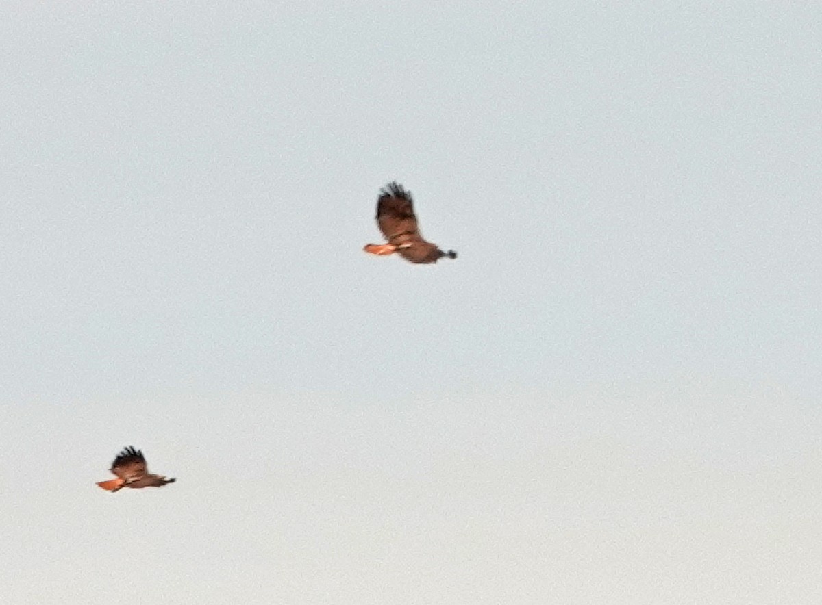 Red-tailed Hawk - ML525663761