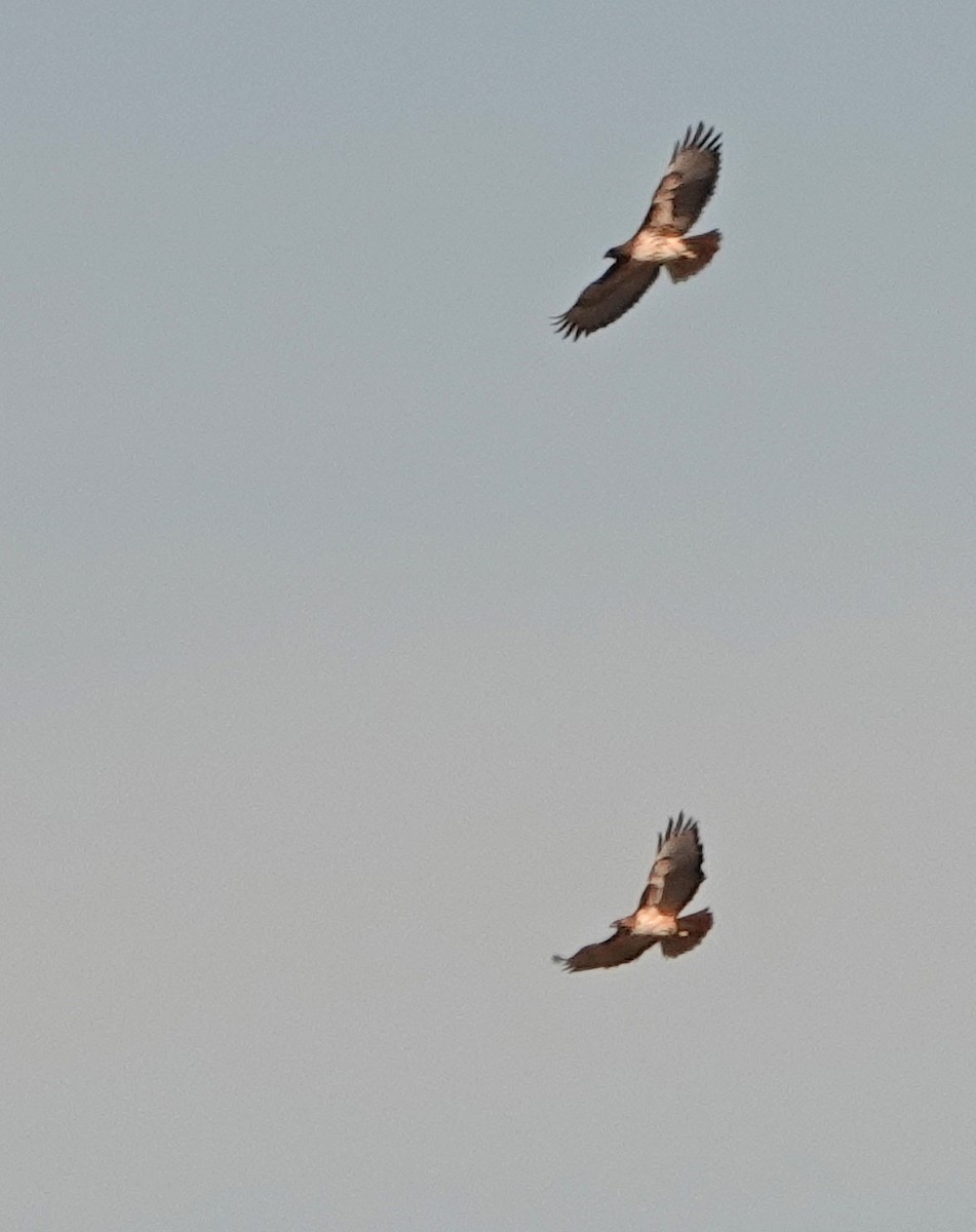 Red-tailed Hawk - ML525663771