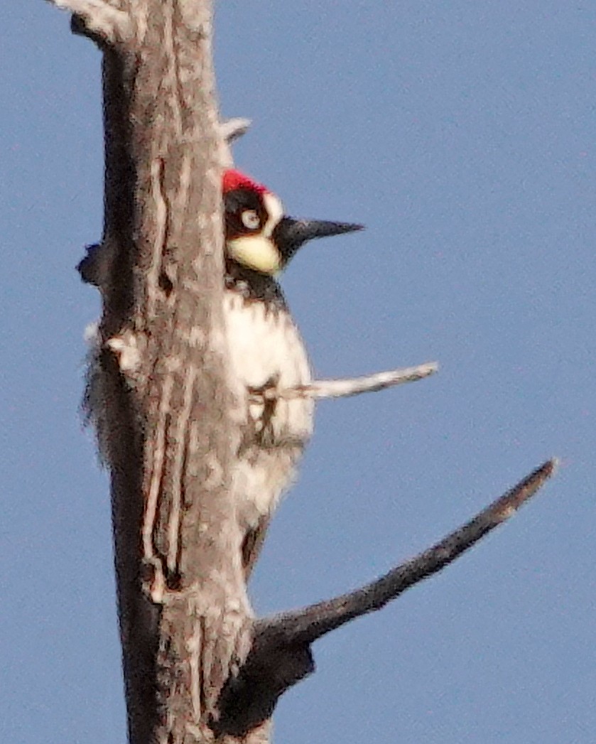 Acorn Woodpecker - ML525663991