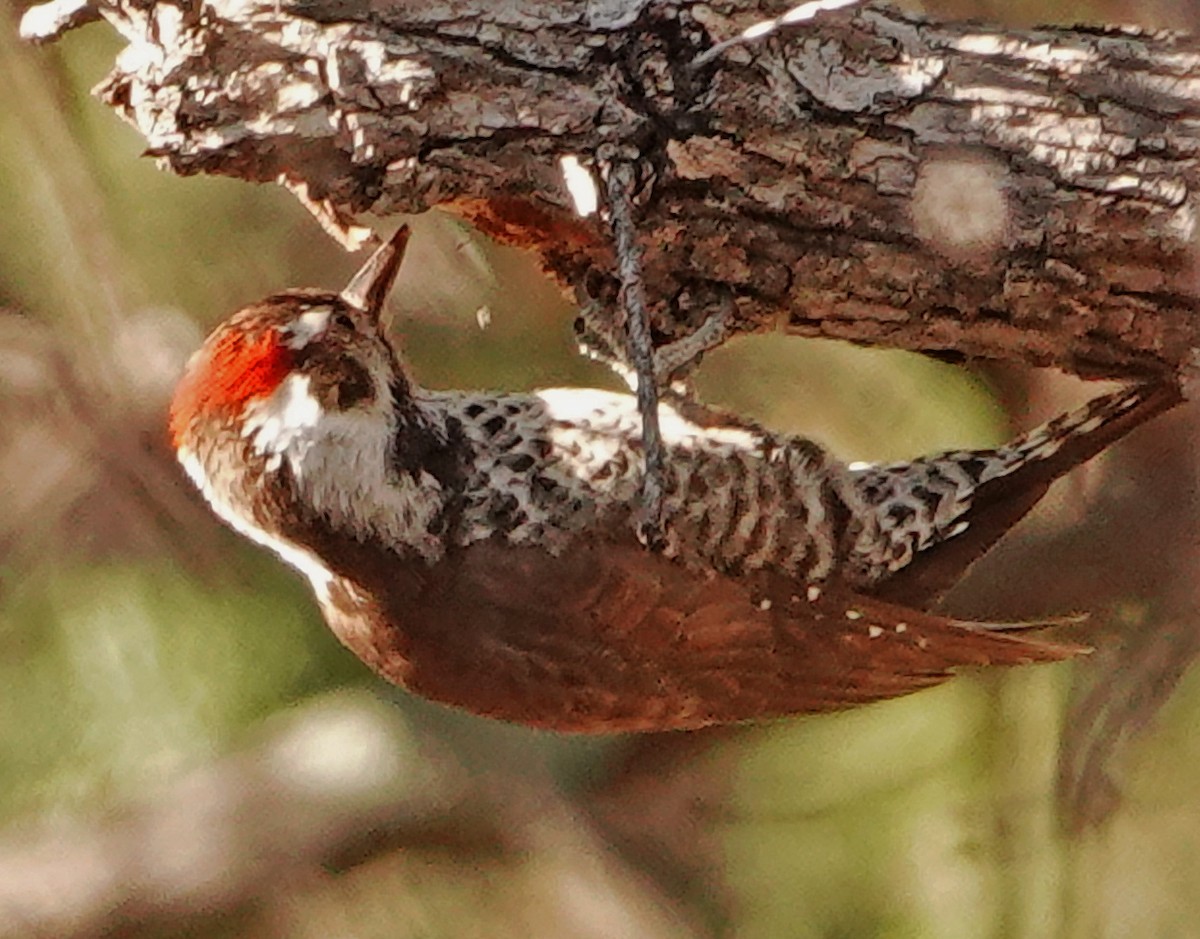 Arizona Woodpecker - ML525664081