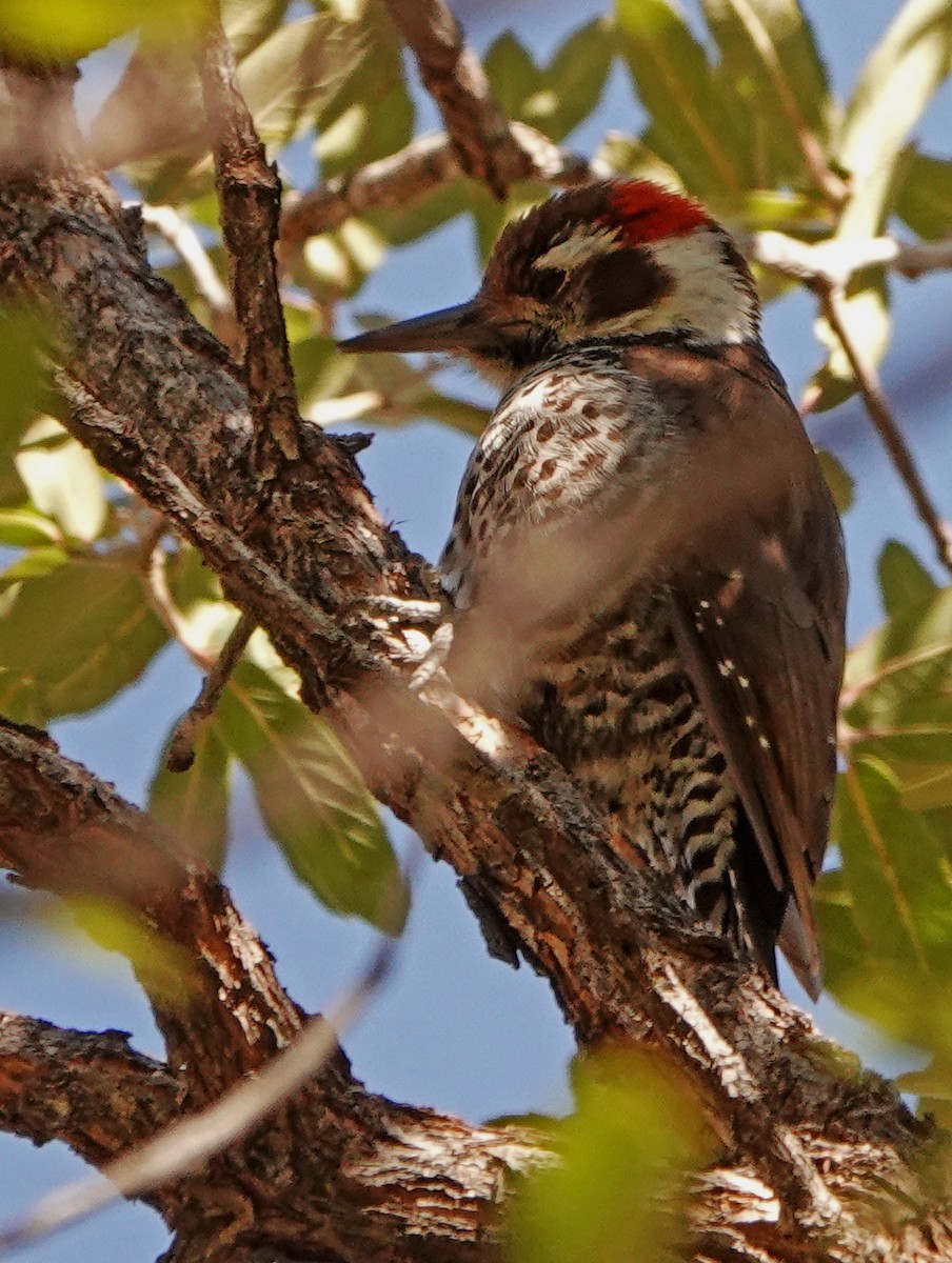 Arizona Woodpecker - ML525664091