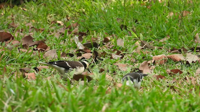 Black-collared Starling - ML525664381