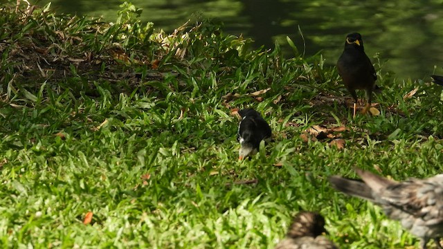 Siamese Pied Starling - ML525665811