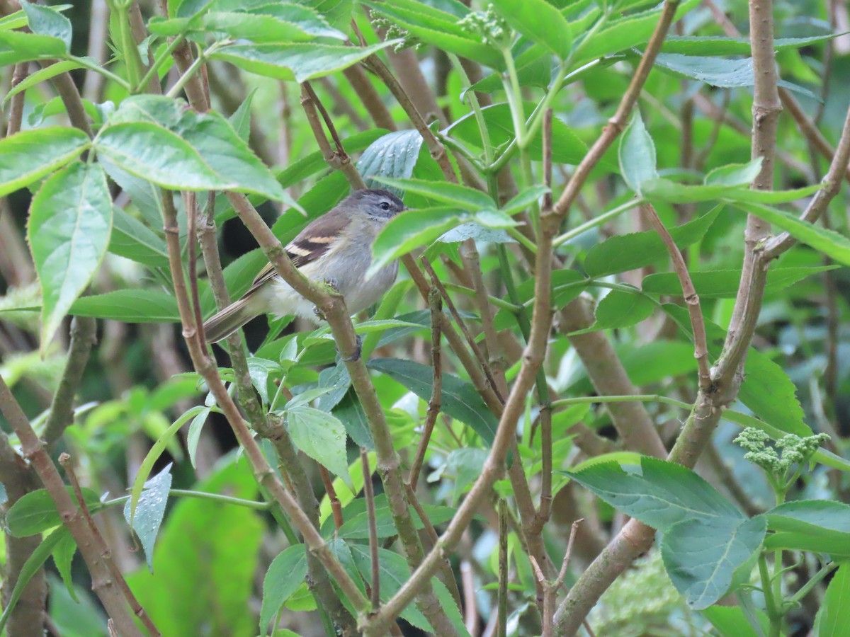 Tawny-rumped Tyrannulet - Andrew Pratt