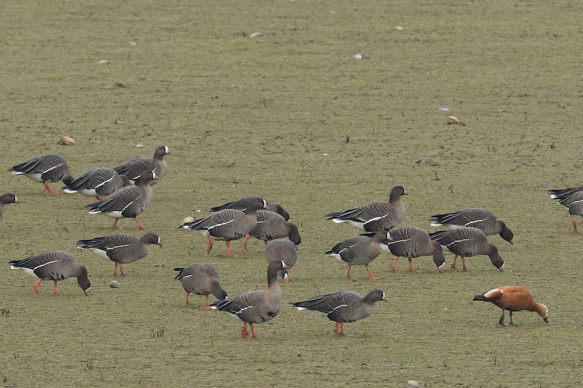 Lesser White-fronted Goose - Thanasis Tsafonis