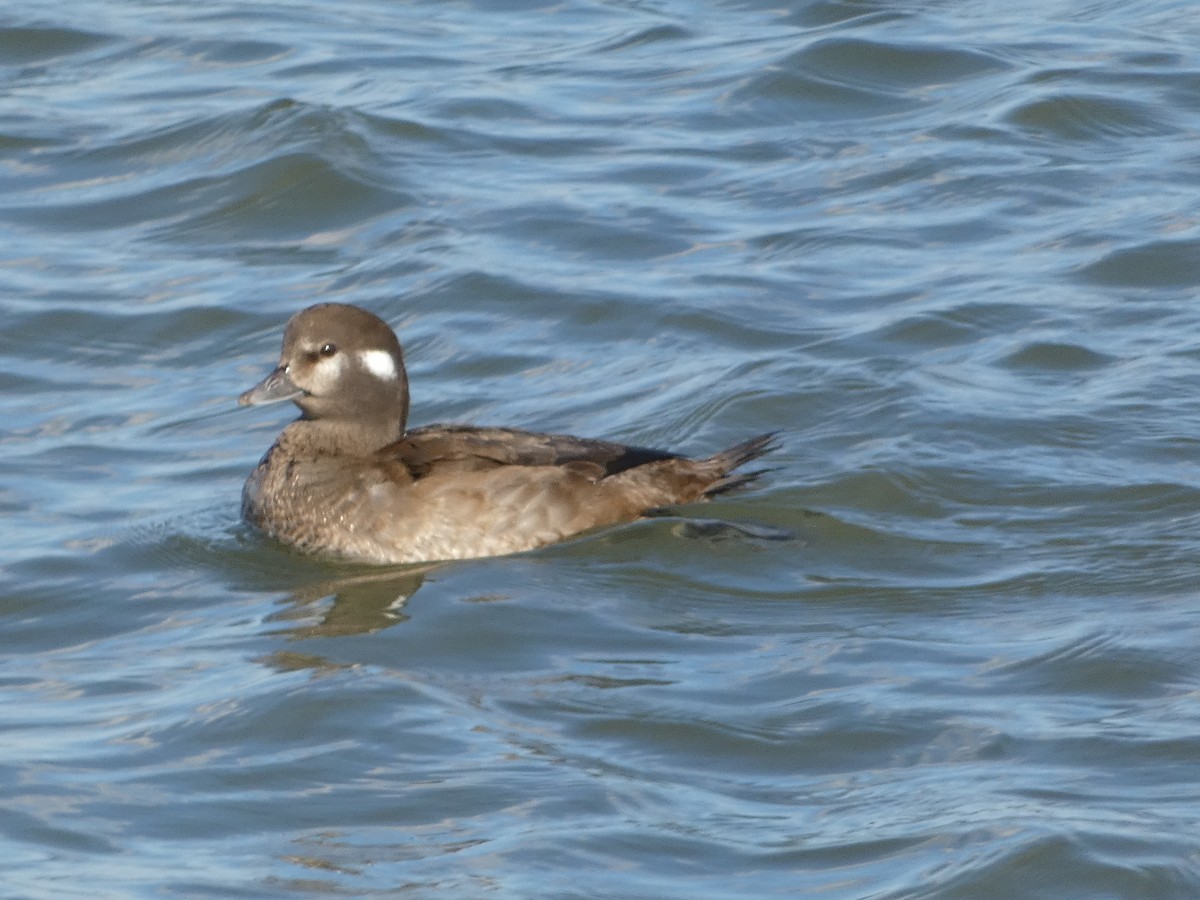 Harlequin Duck - ML525668431